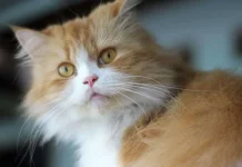 Inilah Rahasia Kucing Anggora Sehat & Panjang Umur