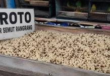 Mengenal Kroto, Extra Fooding Utama bagi Burung Berkicau