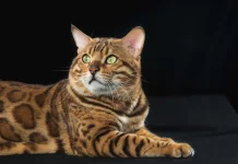 Menilik Ras Kucing Paling Langka di Dunia