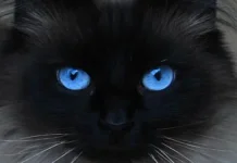 Rahasia di Balik Pesona Jenis Kucing Bermata Biru