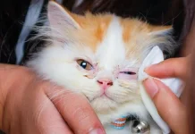Inilah Penyebab Mata Kucing Belekan yang Perlu Diwaspadai