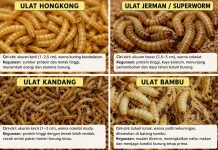 Kenali Berbagai Macam Ulat dan Kegunaannya untuk Burung Berkicau
