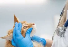 Cara Mengobati Kucing Sakit Mata Sesuai Jenis Penyakitnya
