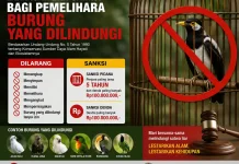 Larangan dan Sanksi bagi Pemelihara Burung yang dilindungi