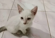 Inilah Ragam Penyebab Mata Kucing Berair