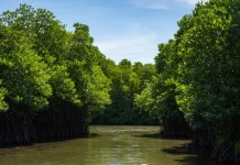 Pemkab Cirebon Kembangkan Wisata Bahari Berbasis Konservasi