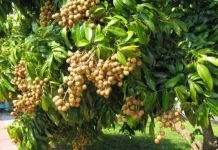 Ini Tips Menanam Pohon Lengkeng agar Berbuah Lebat
