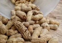 Kacang Tanah Sangrai Camilan Sehat Kaya Lemak Baik