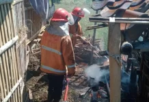 Si Jago Merah Amuk Kandang Kambing di Losari Cirebon