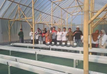 Pertamina EP Luncurkan 'Smart Green House' Melon Premium di Indramayu