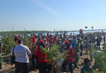 HAKLI: Penanaman Mangrove Perkuat Pelestarian Pesisir Kota Cirebon