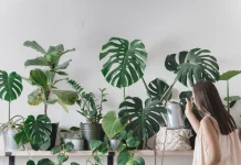 5 Tanaman dalam Ruangan yang Cantik dan Mudah Dirawat