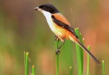 Mengenal Jenis Burung Kicau Pemakan Serangga