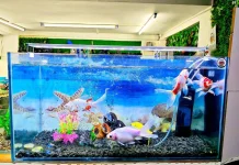 7 Manfaat Batu di dalam Akuarium
