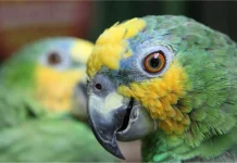 Burung yang Tidak Boleh Dekat dengan Lovebird