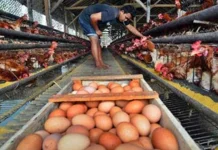 Harga Pakan Naik dan Telur Anjlok Bebani Peternak Indramayu