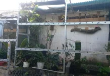 Jenis Burung yang Aman Dipelihara dalam Satu Kandang