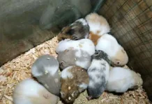 Penyebab Bulu Rontok pada Hamster