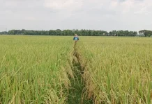 Dampak Buruk Penggunaan Setrum Listrik di Sawah Pertanian