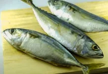 Ikan Kembung Kaya Nutrisi Mengalahkan Kemegahan Salmon