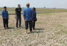 10.673 Hektare Padi di Indramayu Terancam Gagal Panen
