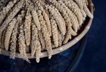 Mengenal Potensi Sorgum, Bahan Pangan Alternatif Kaya Manfaat