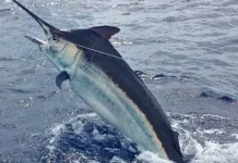 Deretan Ikan Tercepat Penghuni Samudra