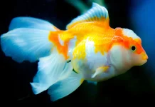 Tips Memilih Ikan Koki yang Bagus dan Sehat