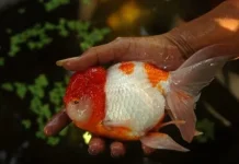 Inilah Penyebab Mata Ikan Mas Koki Hilang