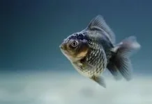 Cara agar Ikan Mas Koki Tidak Cepat Mati