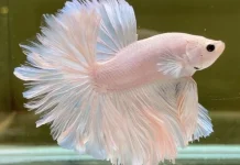 Tips Merawat Ikan Cupang agar Ekornya Bagus