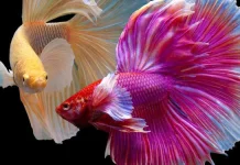 Inilah 10 Jenis Ikan Cupang Termahal di Dunia