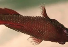 Cara Mengobati Sisik Nanas (Dropsy) pada Ikan Cupang