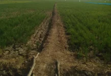 Sedimentasi Saluran Irigasi Hambat Pasokan Air ke Sawah Indramayu