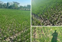 KTNA Imbau Petani Tanam Hortikultura untuk Hadapi Ancaman Kekeringan