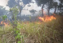 Diduga Puntung Rokok, Satu Hektare Lahan PT Mayora Terbakar