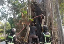 Pohon Beringin Raksasa di TPU Sindangsari Kuningan Terbakar