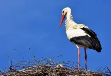 5 Jenis Burung Pemakan Ikan