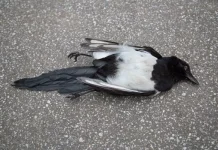 Penyebab Burung Peliharaan Mati Mendadak