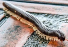 7 Hewan yang Mengeluarkan Bau Tak Sedap