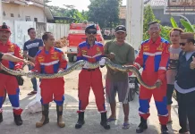Damkar Indramayu Evakuasi Ular Sanca Sepanjang 5 Meter di Singajaya