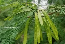 Petai Cina, Si Hijau Kecil dengan Aroma Khas yang Tetap Digemari