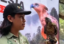 Elang Jawa Kembali Menetas, Kado Kemerdekaan dari Alam Indonesia