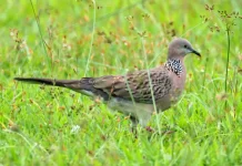 Inilah Jenis Burung Pemakan Biji-bijian yang Populer