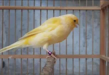 Mengenali Umur Burung Kenari Melalui Ciri Fisik