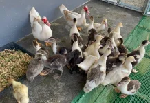 Lapas Indramayu Kembangkan Budidaya Entog untuk Warga Binaan