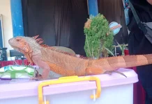 Tips Mengatasi Iguana Kesayangan yang Kehilangan Nafsu Makan