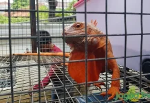 Penyebab Iguana Sulit Makan