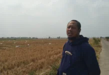 Masa Sewa Belum Berakhir, 4 Hektare Tebu di Majalengka Dirusak