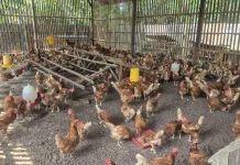 Kenali 4 Faktor Penyebab Ayam Berhenti Bertelur